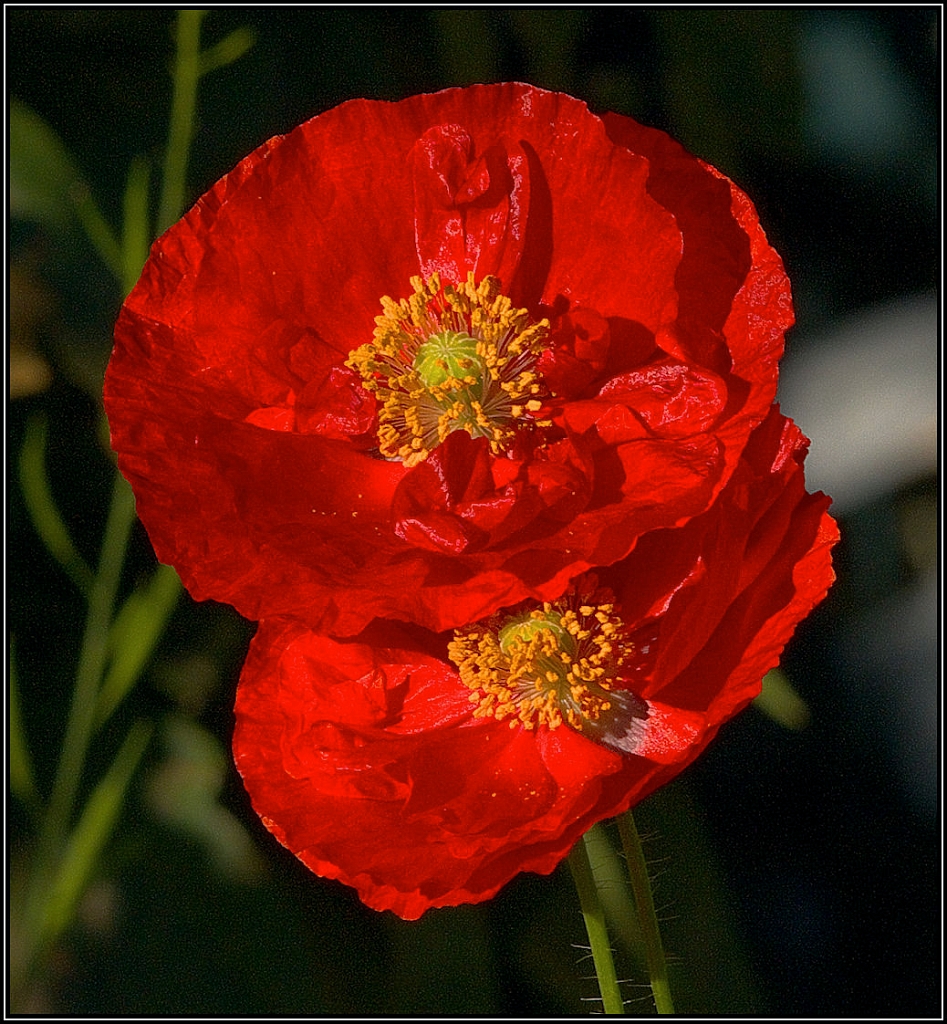 AD3_2655_Poppy.jpg