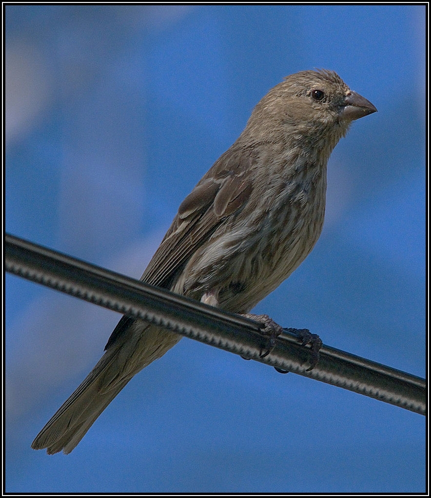 AD3_2674_Finch.jpg