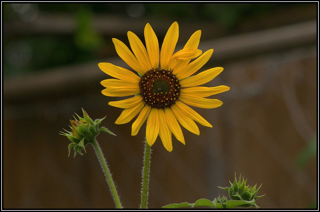 AD3_2851_Sunflower.jpg