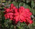 AD3_2672_Geranium