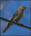 AD3_2674_Finch