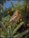 AD3_2815_Finch_x