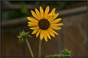 AD3_2851_Sunflower